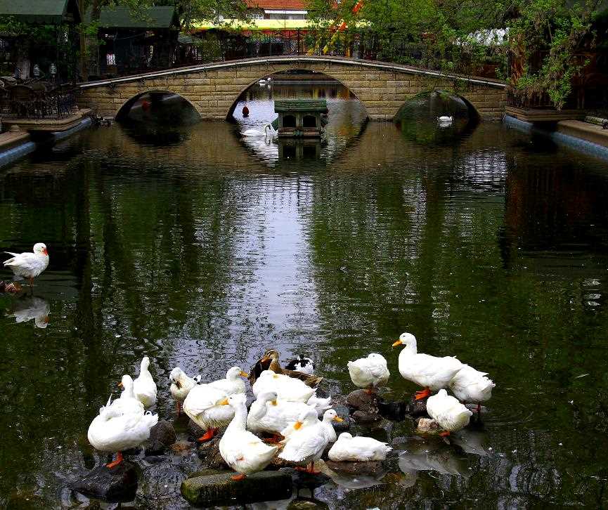 Çark Mesire - Sakarya