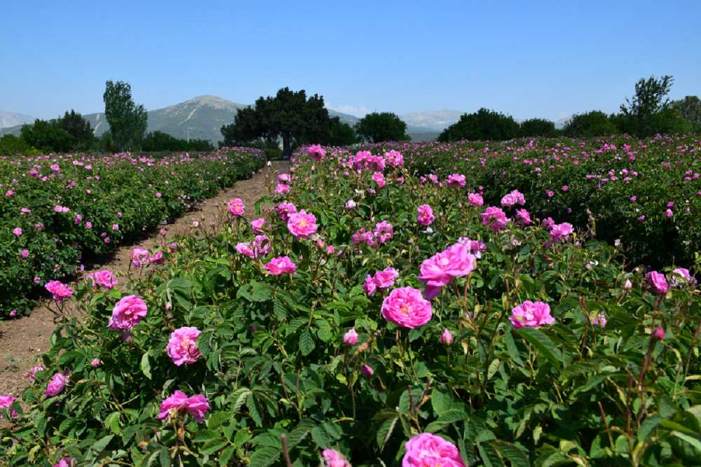 Güneykent Kasabası - Isparta