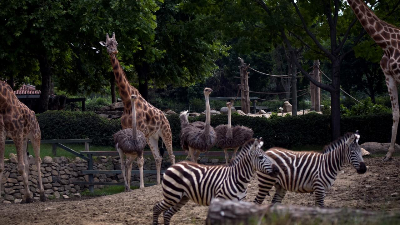 Bursa Hayvanat Bahçesi - Bursa