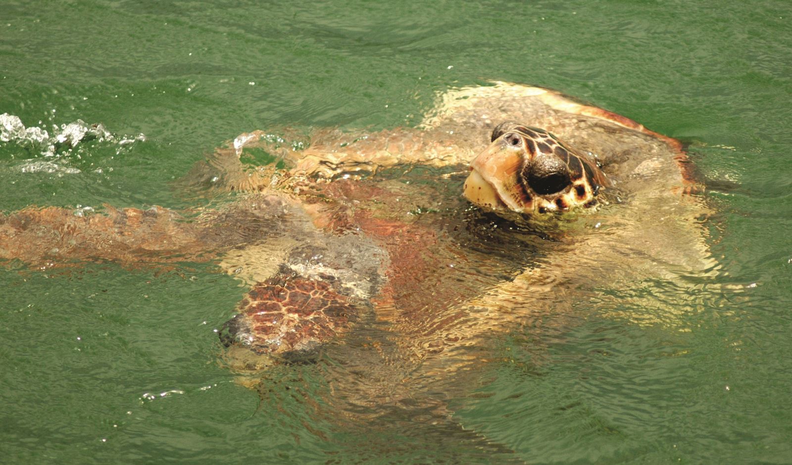 Caretta Caretta'lar - Muğla
