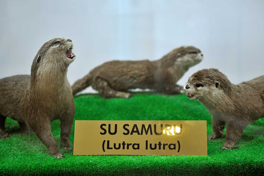 Gaziantep Zooloji Ve Doğa Müzesi - Gaziantep