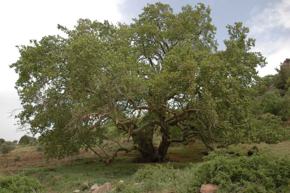 Koca Çınar - Balıkesir