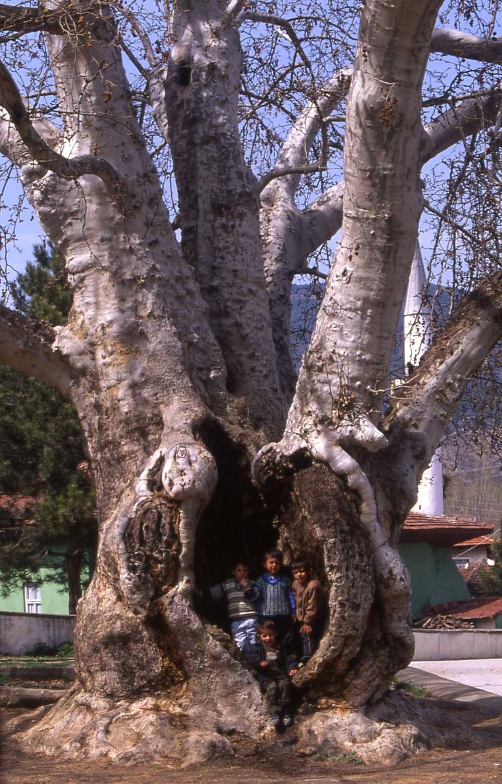 Çınar Ağacı - Sakarya