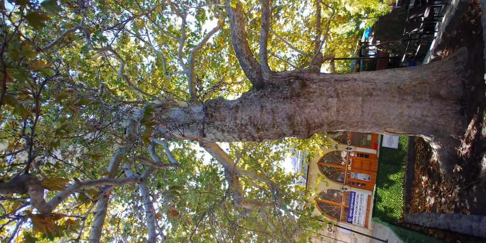 Kurşunlu Cami Çınarı - Elazığ