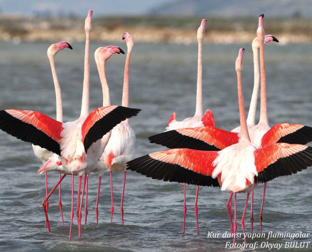 İzmir Kuş Cenneti - İzmir