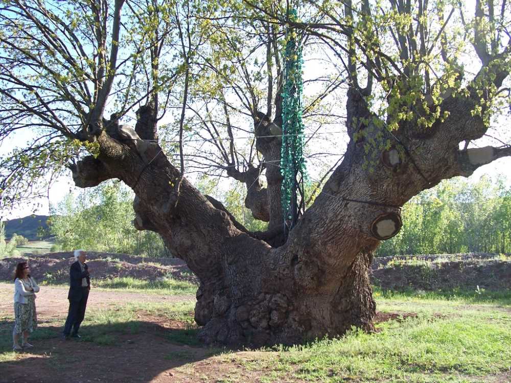 Koca Meşe - Çankırı