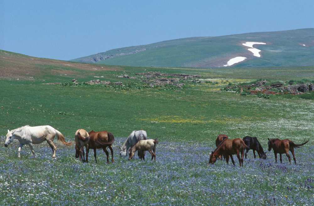 Sahara Yaylası - Artvin