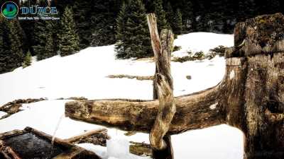 Kütüklü Yaylası - Düzce