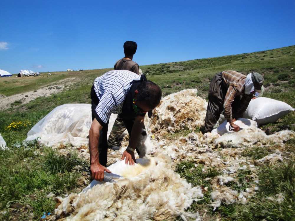 Sarıçiçek Yaylası - Malatya