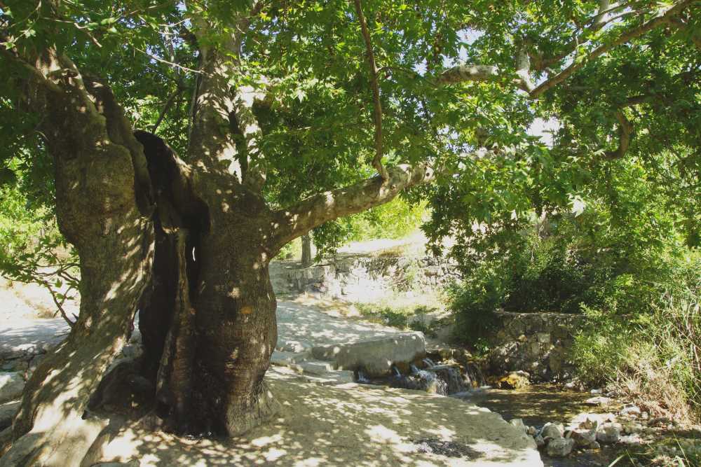 Orduzu Çınar Ağacı - Malatya